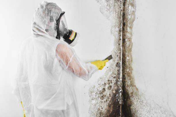 Saddle River, NJ Mold Remediation Company